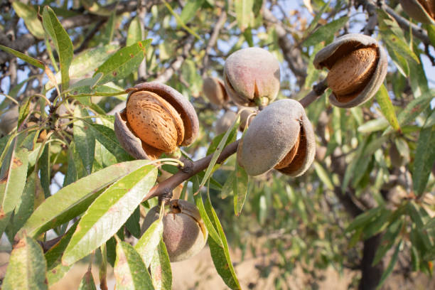 istock Ripe almonds on the tree ready to harvest. 1345932310