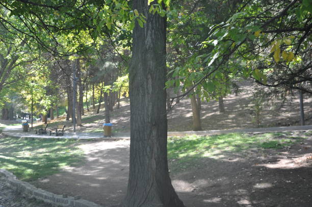istock A tree body in the park 1345932318
