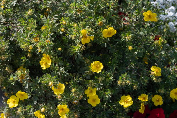 Blooming Kuril tea (Dasiphora Raf.) Or Potentilla L. or Pentaphylloides fruticosa on a sunny summer day. Blooming Kuril tea (Dasiphora Raf.) Or Potentilla L. or Pentaphylloides fruticosa on a sunny summer day. potentilla fruticosa stock pictures, royalty-free photos & images