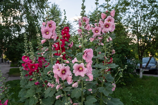 Blooming bushes of pink and red Mallow or Stockrose (Alcea rosea L.) outdoors in the shade on a summer day.