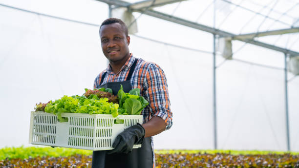 African man farmer harvesting and carrying vegetable in basket walking in greenhouse plantation. African man farmer working in organic vegetables hydroponic farm. Male hydroponic salad garden owner harvesting and carrying vegetable in basket walking in greenhouse plantation. Food production small business concept vegetable factory stock pictures, royalty-free photos & images