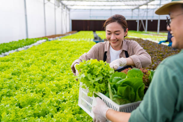 Asian couple farmer harvesting fresh hydroponic vegetable in greenhouse plantation. Asian couple farmer working in organic vegetables hydroponic farm. Male and female salad garden owner harvesting fresh vegetable together in greenhouse plantation. Small business food production concept. Lettuce stock pictures, royalty-free photos & images