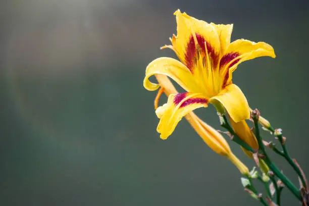 Hemerocallis Bonanza, Bonanza Daylily, perennial tuft forming herb with linear leaves and canary-yellow flowers with deep red throats, with water drops after rain.