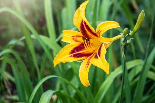 Hemerocallis Bonanza, Bonanza Daylily, perennial tuft forming herb with linear leaves and canary-yellow flowers with deep red throats, with water drops after rain.