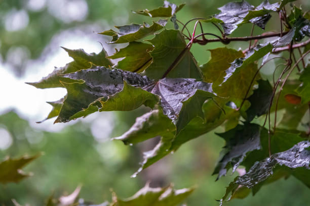 istock Acer platanoides, the Norway maple, fresh wet maple leaves with rain drops in summer park or forest. Natural green background. 1345932995