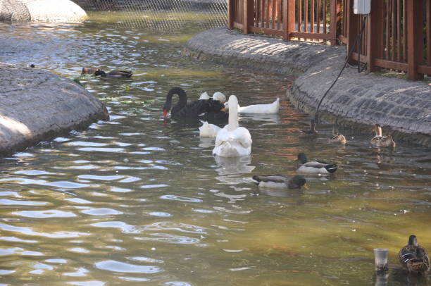 istock Ducks and swans in the pool 1345933483