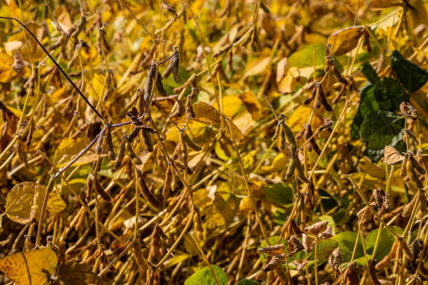 istock Ripe soybeans on the field ready to harvest 1345934133