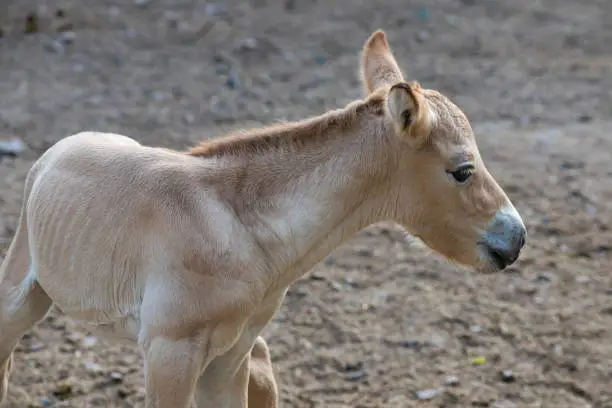 Colt of horse przewalski, Wild horse, Przewalski's horses are the only wild relatives of horses living now.