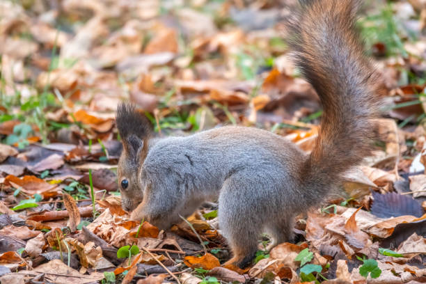 istock Squirrel in autumn hides nuts on the green grass with fallen yellow leaves 1345934426