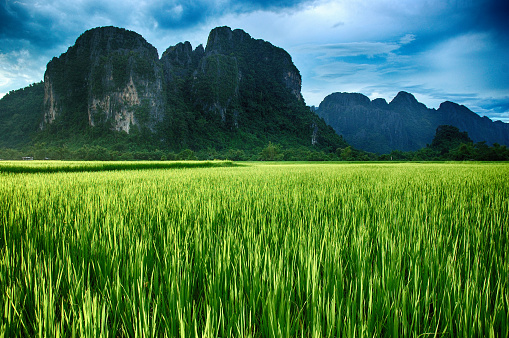 Green rice paddy field and limestone mountains with sunlight in Vang Vieng, Laos