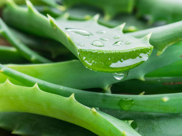 Aloe or Aloe vera fresh leaves and slices on white background. Aloe or Aloe vera fresh leaves and slices on white background. constituency photos stock pictures, royalty-free photos & images