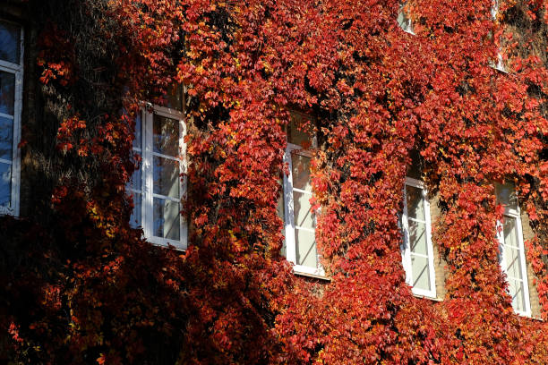 istock Virginia creeper on wall, red leaves around the windows in fall 1345935184