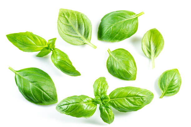 istock Set of fresh green basil leaves isolated on white background. 1345935268