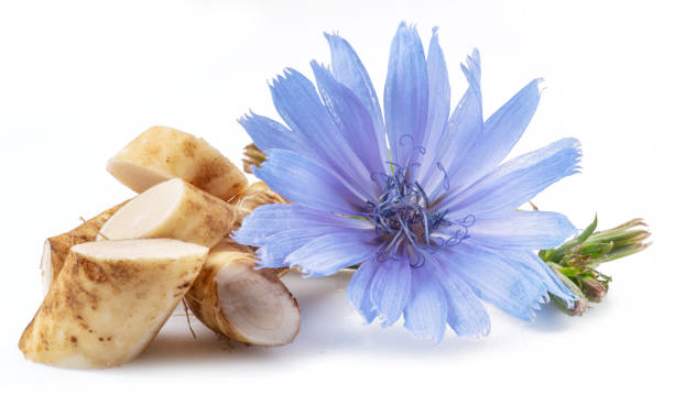 istock Chicory flowers and roots close up on the white background. 1345935421