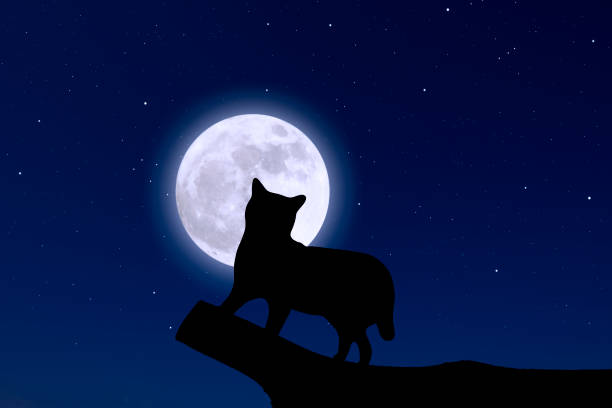 istock Supermoon rising over a cat climbing on a tree. 1345935431