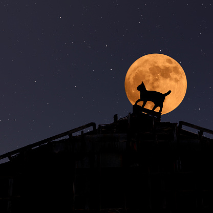 Strawberry supermoon rising over a cat climbing on the roof of an old warehouse in midnight.
