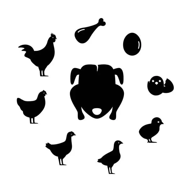 Vector illustration of life of the chicken, different age of chicken, vector illustration