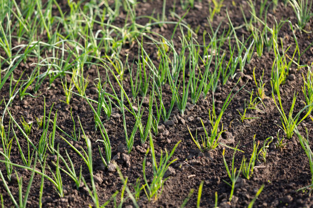 istock Green onion sprouts in a vegetable garden in rows 1345935698