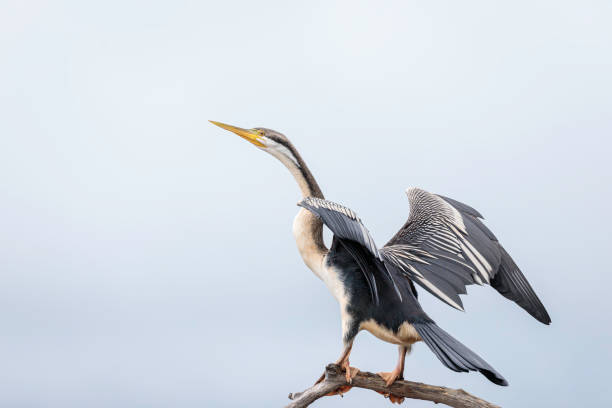 australasian darter hembra, lake burly griffin, act, octubre de 2021 - anhinga fotografías e imágenes de stock