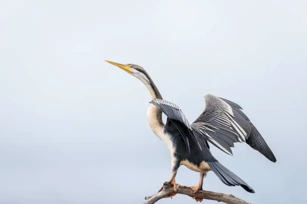 Australasian Darter female, Lake Burly Griffin, ACT, October 2021