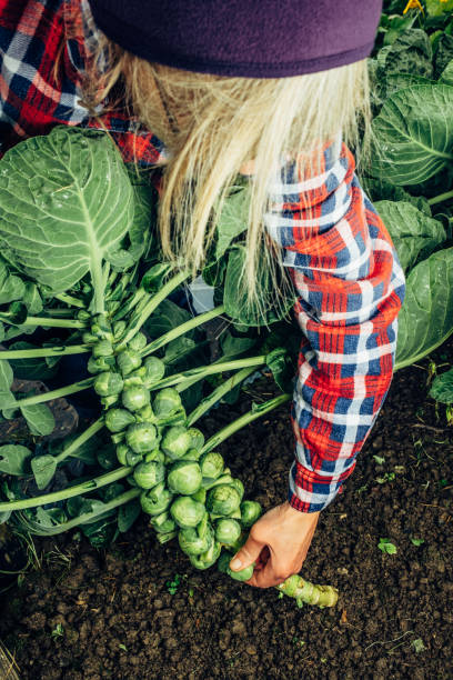 Уход за брюссельской капустой в открытом грунте