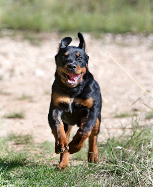istock puppy rottweiler running 1345940899