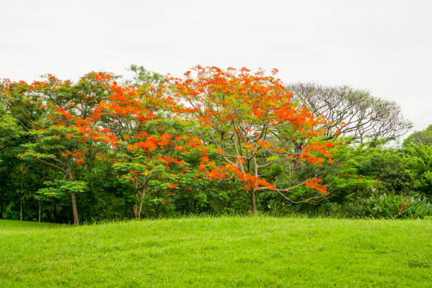 The Orange flowering Flam boyant tree on small green grass, known as Royal Poinciana, Lawn in park under white cloudy sky stock photo