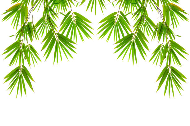 istock Branches of green Bamboo leafs isolated on white background, dicut photo with clipping path and copy space 1345941185