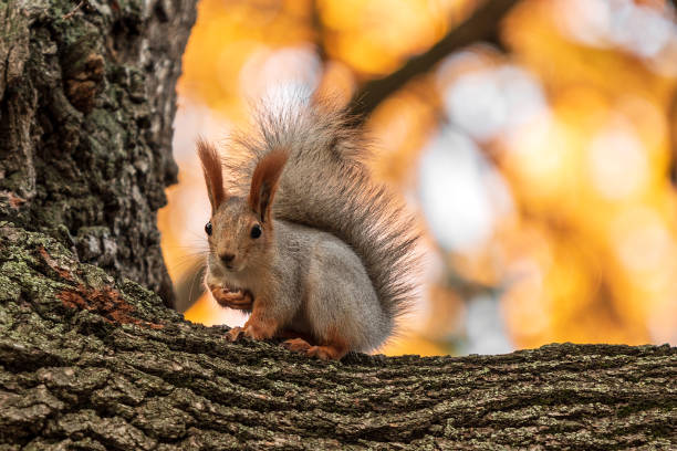 istock fluffy red squirrel on an oak tree on an autumn background. squirrel looks at us 1345941316