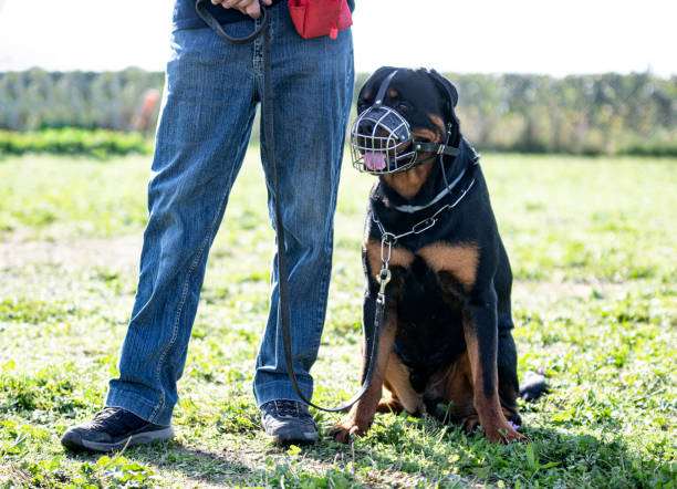 istock training of rottweiler 1345941548