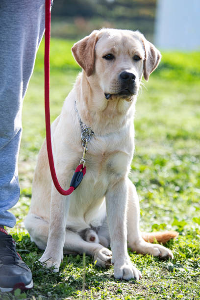 istock training of a labrador retriever 1345942251