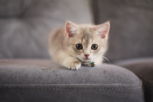 kitten british cat looking at camera