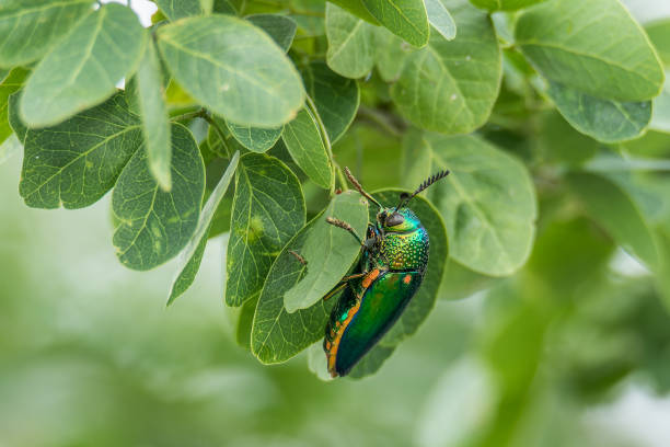 istock A jewel beetle camouflage among leaves 1345944274