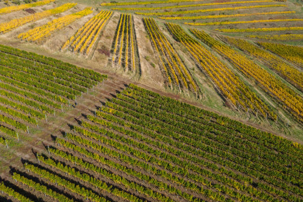 istock Aerial view of vineyard 1345944503
