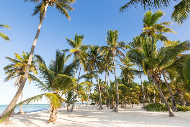 istock Coconut palm trees an pristine bounty beach 1345945437