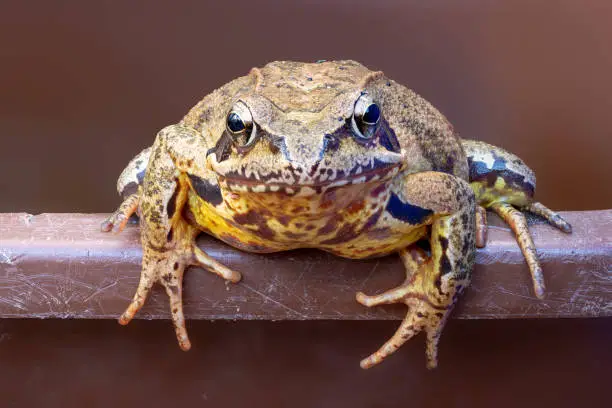Photo of Portrait of a common frog on a bucket edge