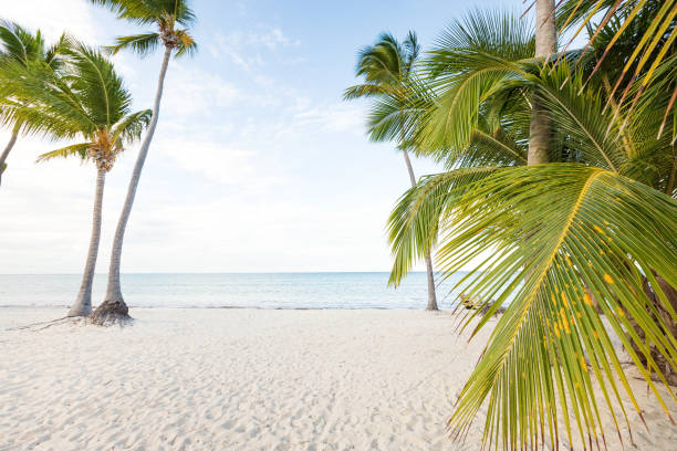 istock Coconut palm trees an pristine bounty beach 1345945493