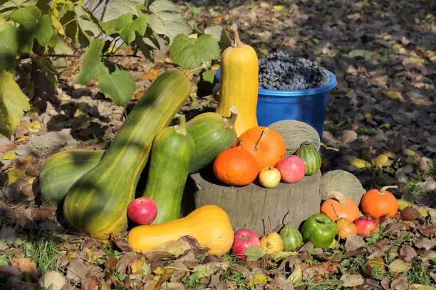 different vegetables and fruits on an autumn sunny day on the grass strewn with fallen leaves