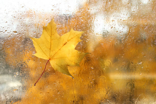 istock autumn yellow-orange mood 1345945617