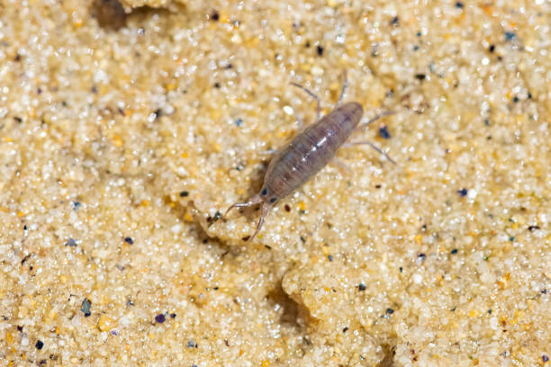60+ Sand Fleas Stock Photos, Pictures & Royalty-Free Images - iStock