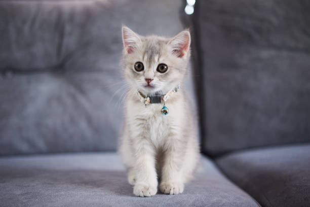 istock calm kitten british cat sitting on the sofa 1345946067