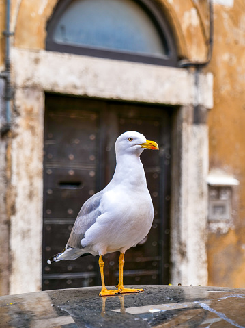 A characteristic roman seagull rests on a car in the historic and baroque heart of Rome, near Piazza Navona. Image in High Definition format.