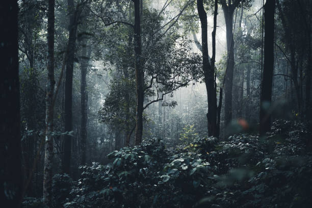 istock Trees and coffee trees in the foggy forest 1345948854