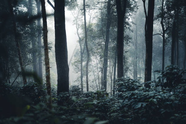 istock Trees and coffee trees in the foggy forest 1345948894