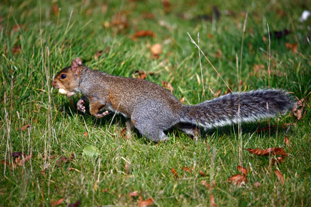 istock Grey squirrels collecting, eating and storing sweet chestnuts 1345950373