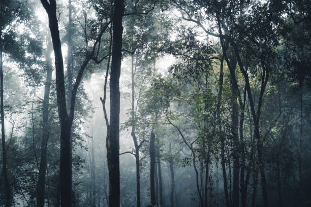 istock Trees and coffee trees in the foggy forest 1345950405