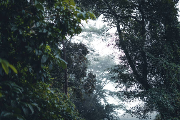 istock Trees and coffee trees in the foggy forest 1345950529