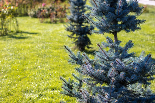 istock Little pine tree in public park, regular branches.
green grass background, sunny day
fir tree
christmas, winter 1345950745