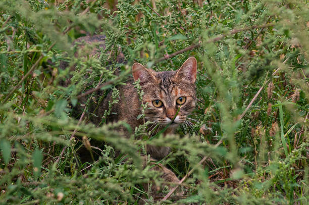 hunting cat hiding in the grass close-up