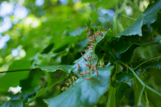Lime leaves affected Linden gall mite Eriophyes tiliae Lime leaves affected Linden gall mite Eriophyes tiliae. High quality photo gall mite stock pictures, royalty-free photos & images